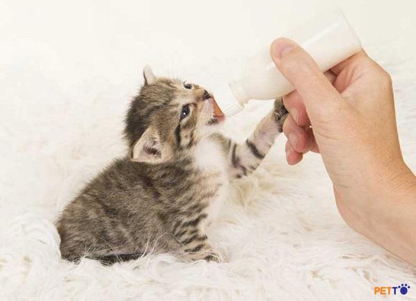 TOP 5 loại sữa bột cho mèo con tốt nhất hiện nay