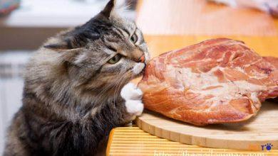 Tìm hiểu về thức ăn dinh dưỡng cho mèo giàu Taurine