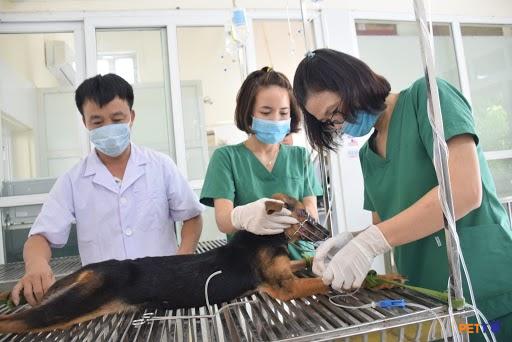 Petcare An Việt cung cấp dịch vụ trông giữ, chăm sóc chuyên nghiệp.