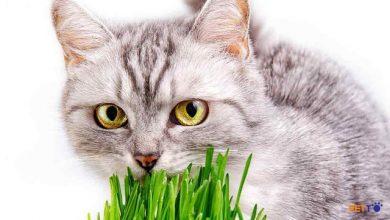 Cỏ mèo là gì? Những điều bạn cần biết về cỏ mèo