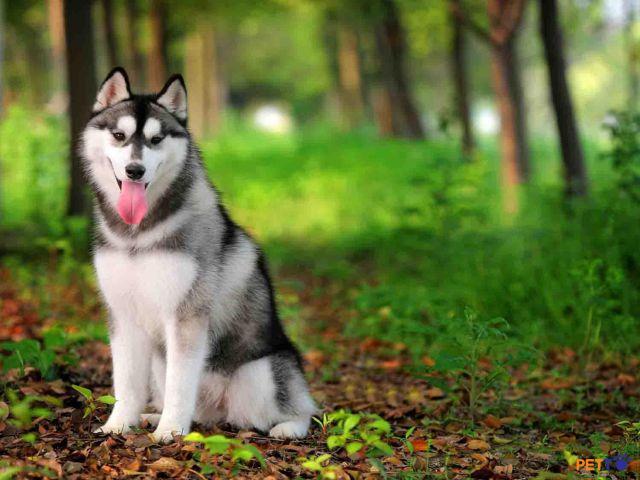 Husky nằm trong top 10 giống chó đẹp nhất thế giới