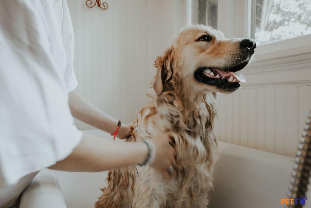 Ưu điểm của tắm chó bằng bồn tắm