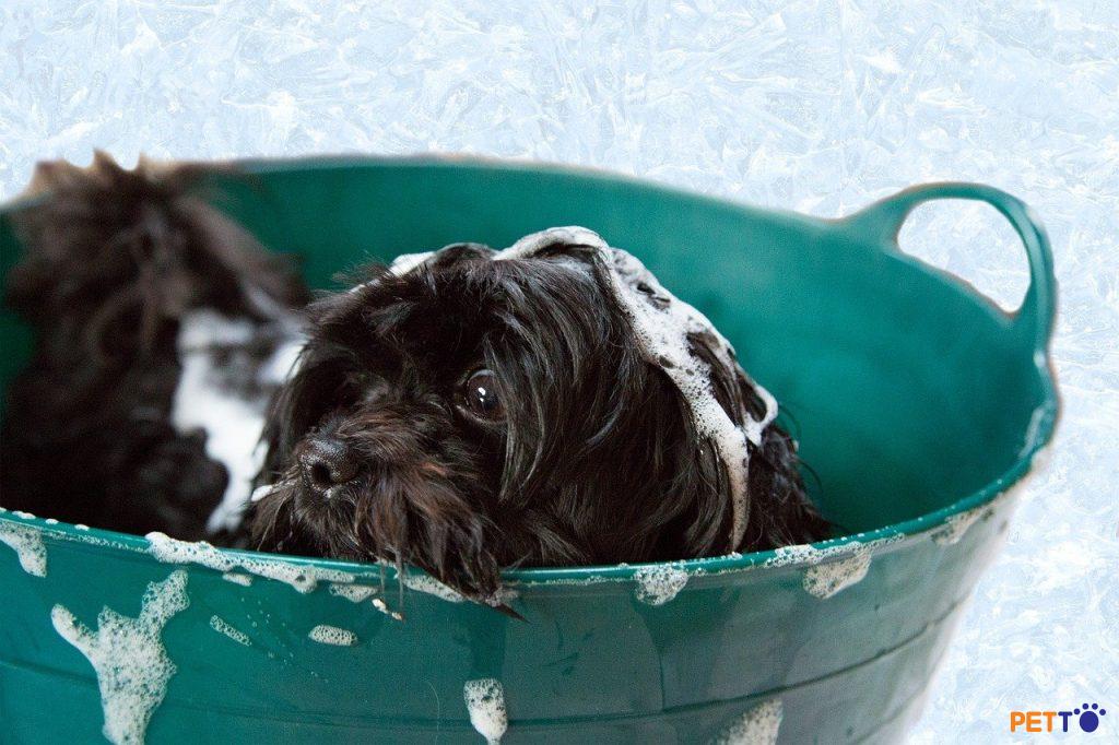 Bao lâu thì chúng ta nên tắm chó bằng sữa tắm?