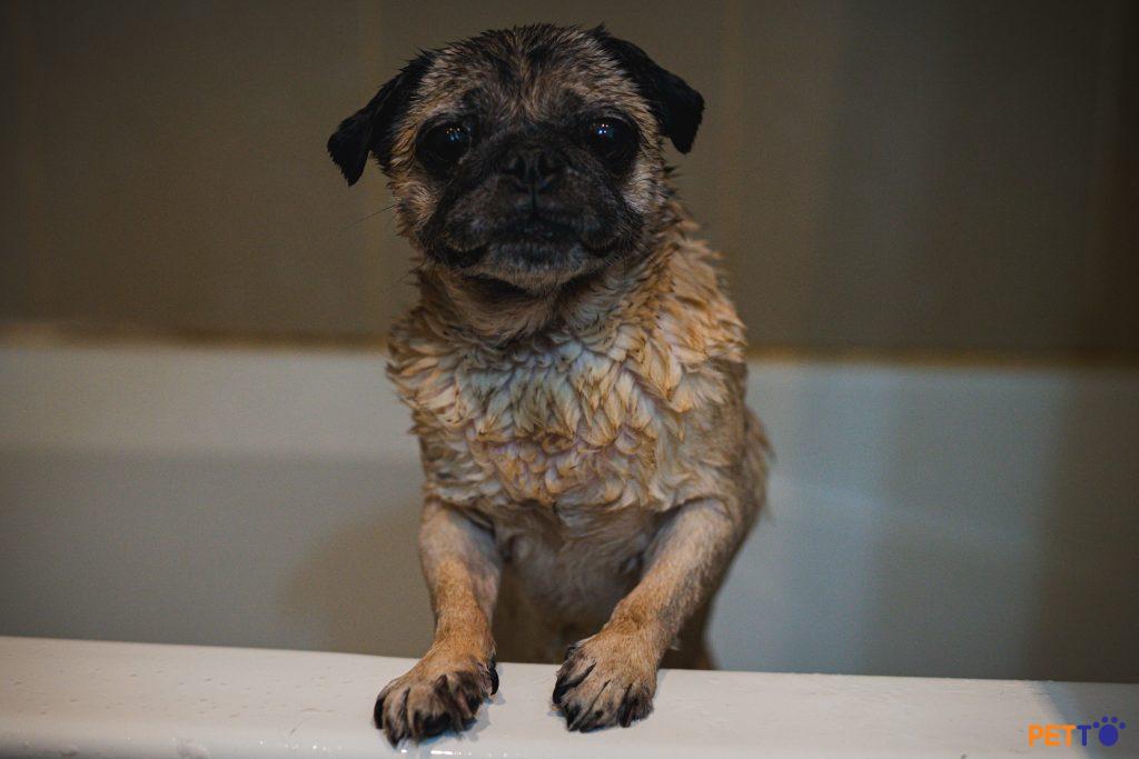 Khuyết điểm của tắm chó bằng bồn