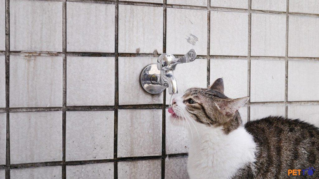 Nếu bé mèo uống quá nhiều nước