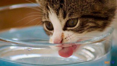 Mèo và nước uống | PetOi! Life