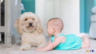Liệu có nguy hiểm không khi em bé và chó ở chung nhà?