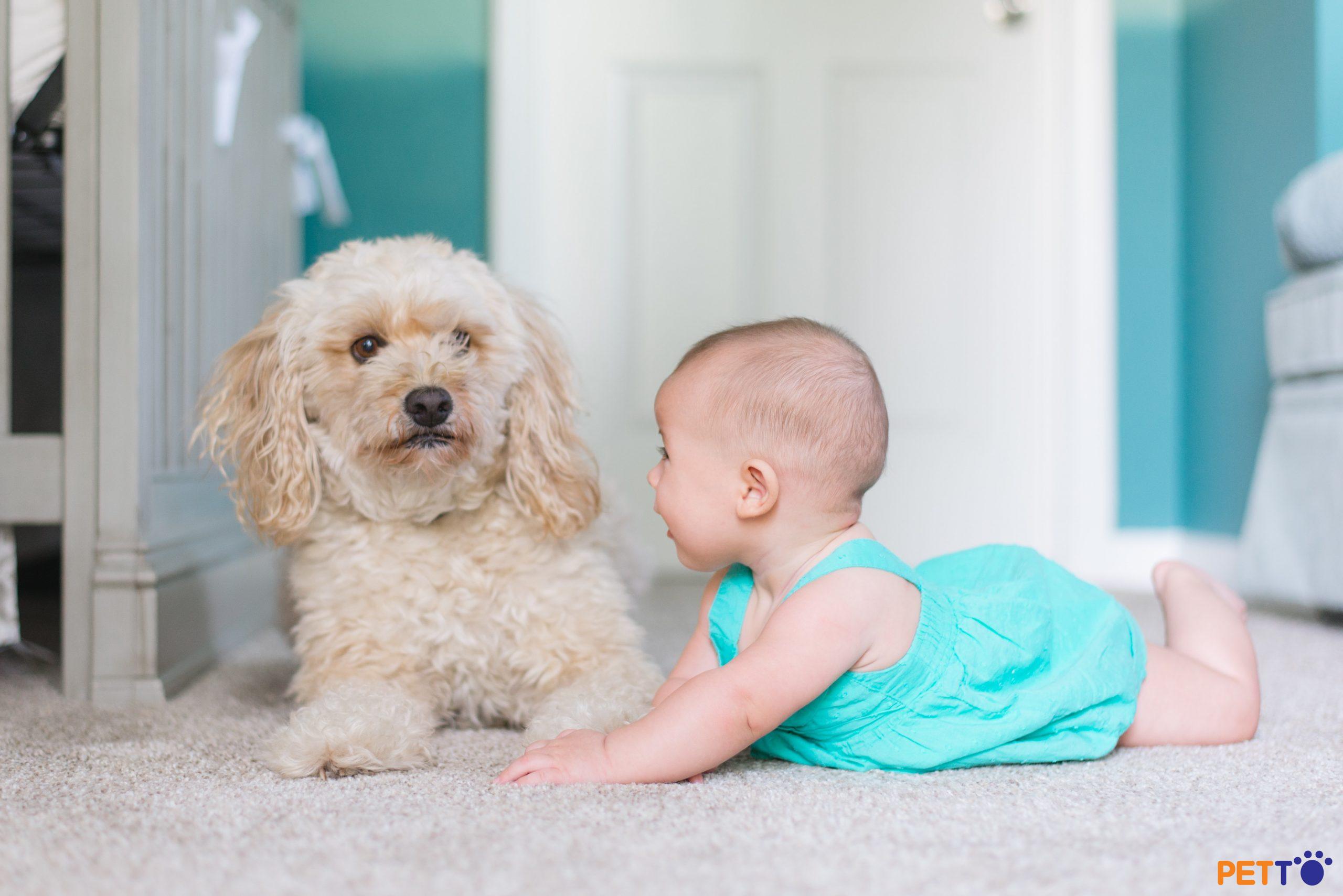 Liệu có nguy hiểm không khi em bé và chó ở chung nhà?