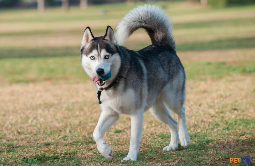 Nhiều người lầm tưởng chó Husky là chó Alaska vì có “tấm áo choàng” tương đối giống nhau.