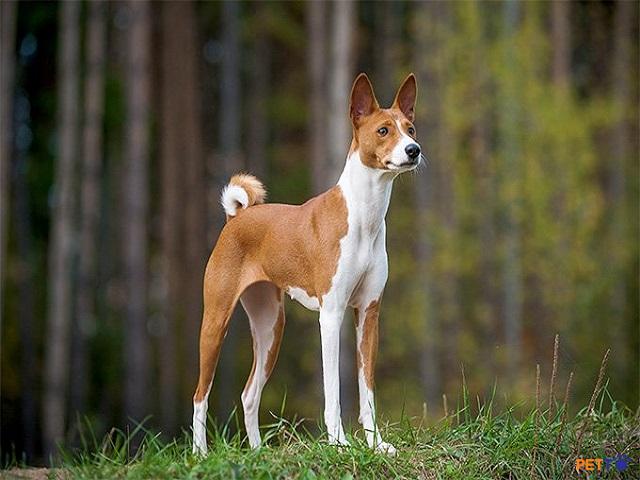 Chó Basenji Trung Phi ít sủa và ít rụng lông
