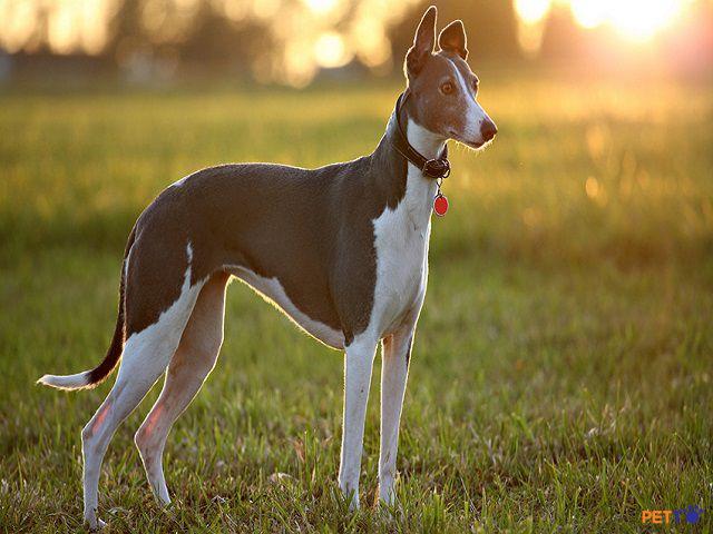 Chó Greyhound có bộ lông bóng, ngắn và mịn
