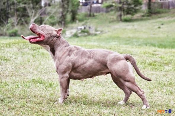 Giống chó Pitbull có sức ăn gấp đôi so với chó thông thường.