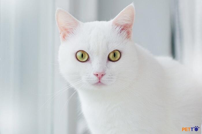 Những ánh mắt chăm chú của chú mèo, chúng ta đã từng thắc mắc vì sao chúng lại nhìn chằm chằm như vậy? Hãy tìm ra câu trả lời cho bản thân với những bức ảnh tuyệt đẹp, từng chi tiết được truyền cảm hứng.
