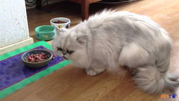 Mèo Ba Tư có sở thích ăn các loại thức ăn từ thịt, cụ thể như thịt bò, thịt gà, cá.