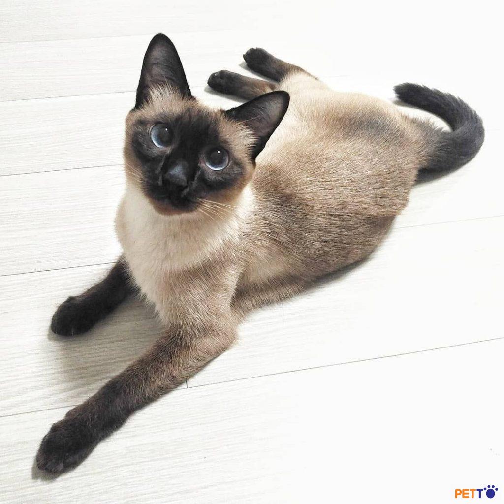 Người ta tin rằng mèo Xiêm lần đầu tiên xuất hiện ở vùng đất Châu Á cổ đại