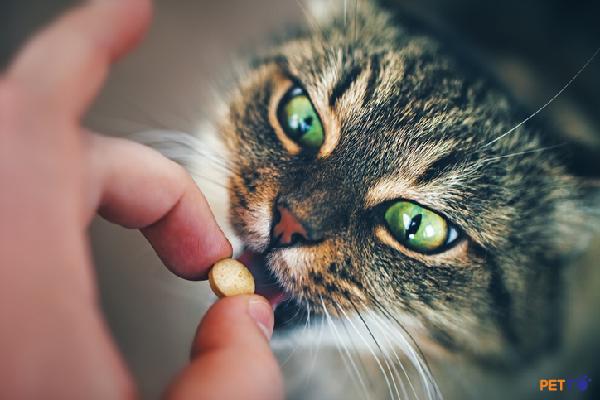 Cách xử lý khi mèo ăn cơm bị tiêu chảy