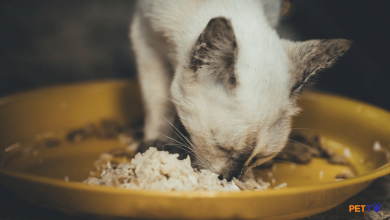 Những điều cần chú ý khi mèo ăn cơm bị tiêu chảy