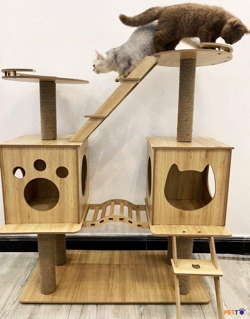  Những ngôi nhà bằng gỗ trở thành lựa chọn hàng đầu dành cho các bé mèo.  