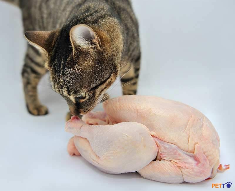 Mèo cần phải có thịt trong khẩu phần ăn của mình. 