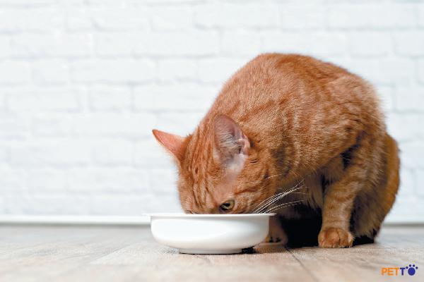 Các axit béo thiết yếu là những axit mà mèo không thể tự tổng hợp