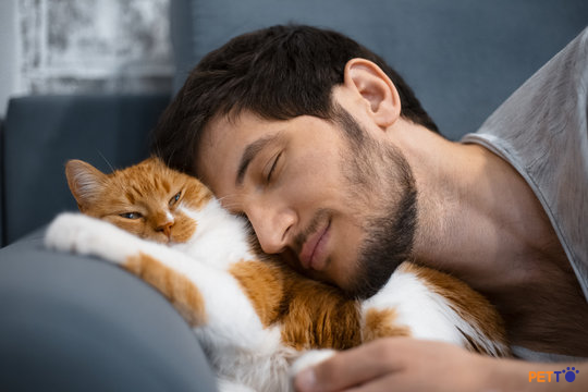 Không xông vào mèo khi nó đang ngủ, cho mèo tự chọn thời gian ngủ của mình.