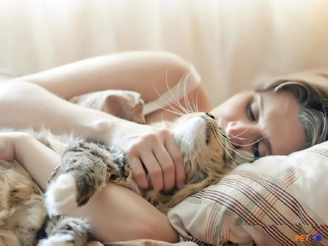 Ngủ chung với mèo có thể là một trải nghiệm tuyệt vời và thú vị cho một số ngườ