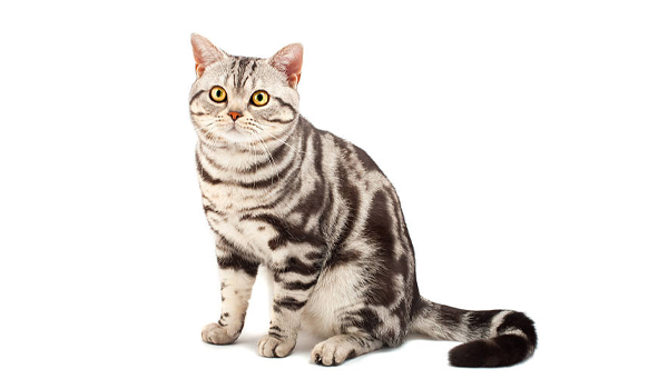 Mèo Mỹ lông ngắn là một giống mèo phổ biến được yêu thích trên toàn thế giớ