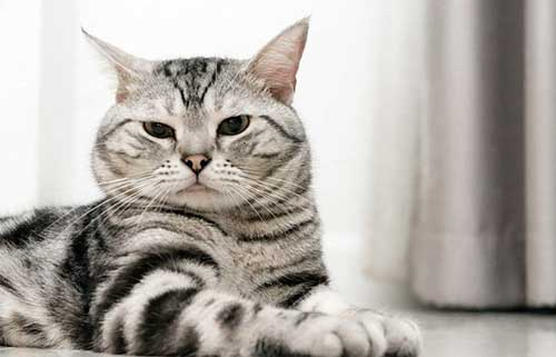 Giống mèo Mỹ lông ngắn thường được biết đến với tính cách hòa đồng và thân thiện.
