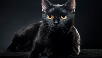 Mèo Bombay: Một Loài Mèo Đặc Biệt và Đẹp Đẽ