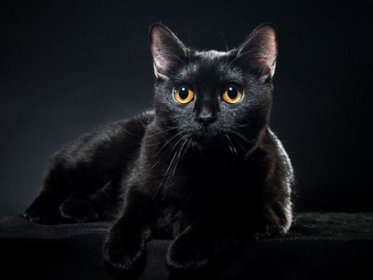 Mèo Bombay: Một Loài Mèo Đặc Biệt và Đẹp Đẽ