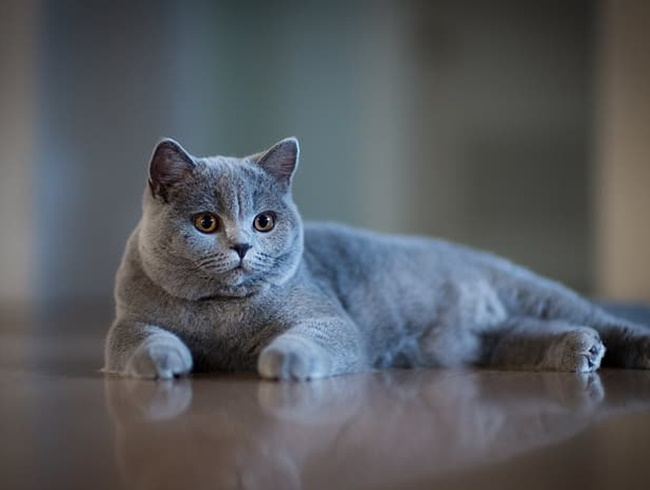 Mèo Anh lông ngắn là một giống mèo rất được ưa chuộng và phổ biến trên toàn thế giới